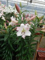 [5158 Revelation No01.JPG]